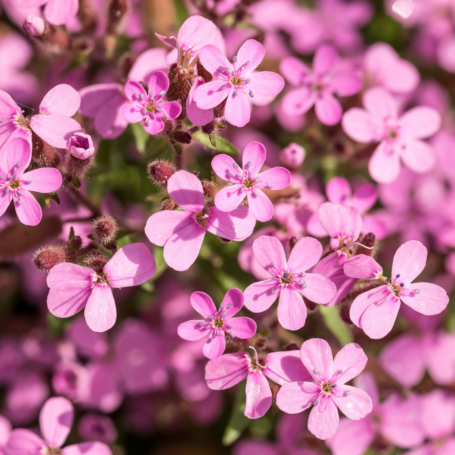 Soapwort Seeds