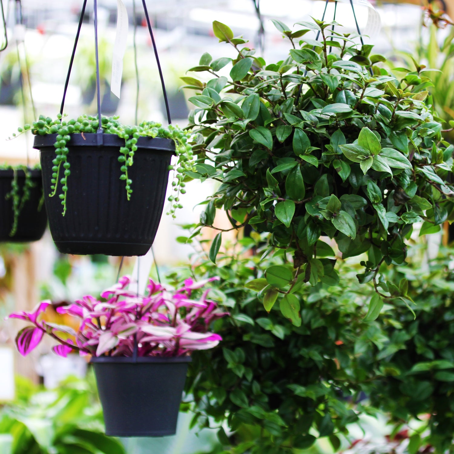 Foliage Hanging Baskets