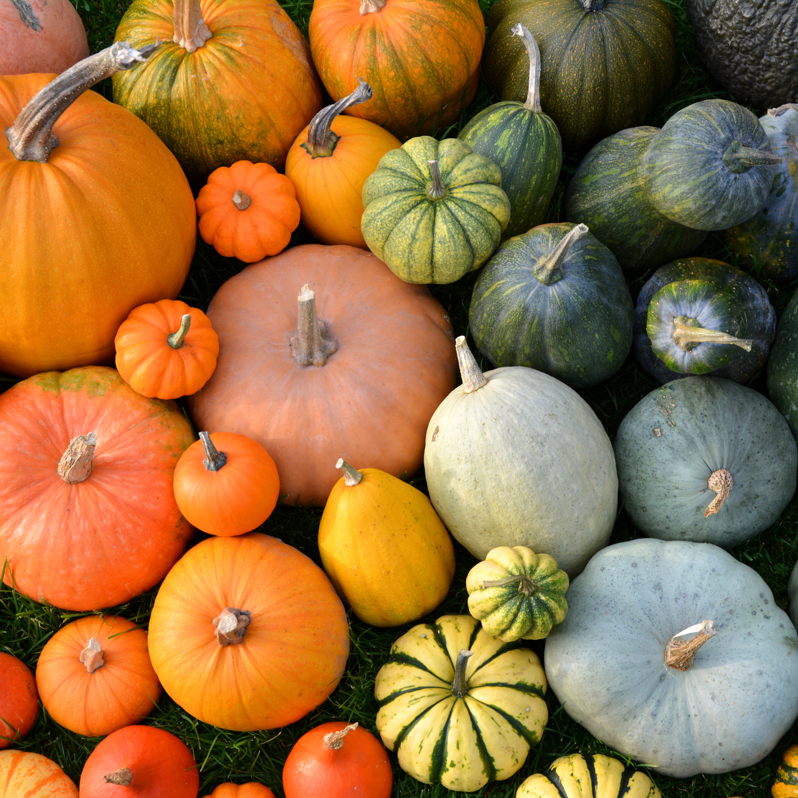 Squash Seeds – Scott's Nursery Ltd.