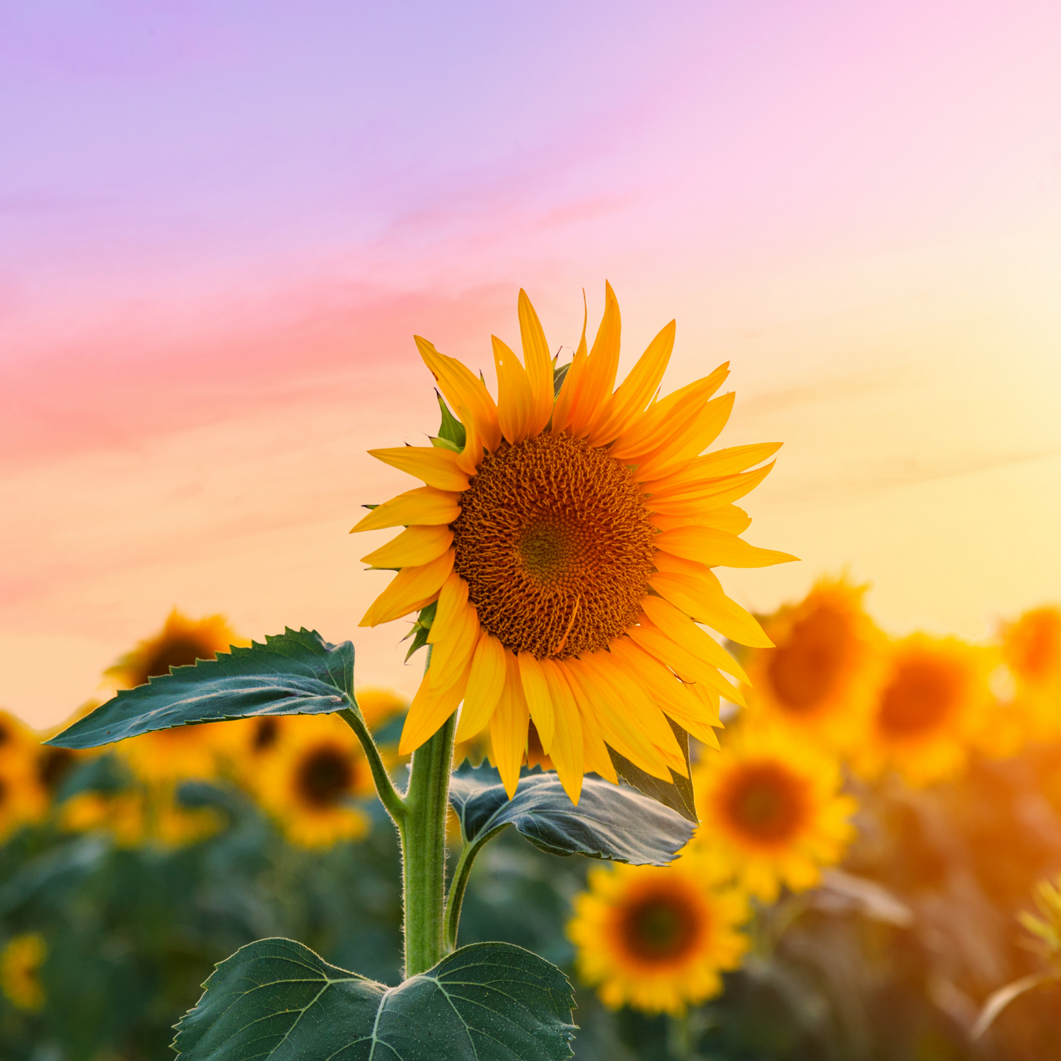 Sunflower Seeds