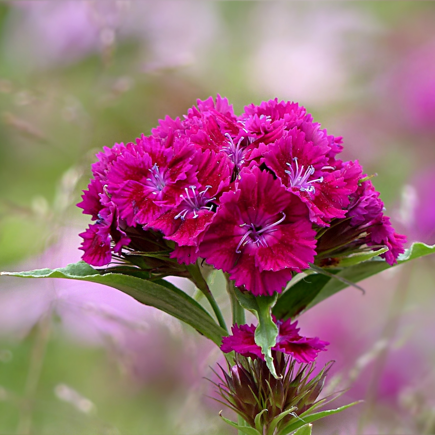 Sweet William Seeds
