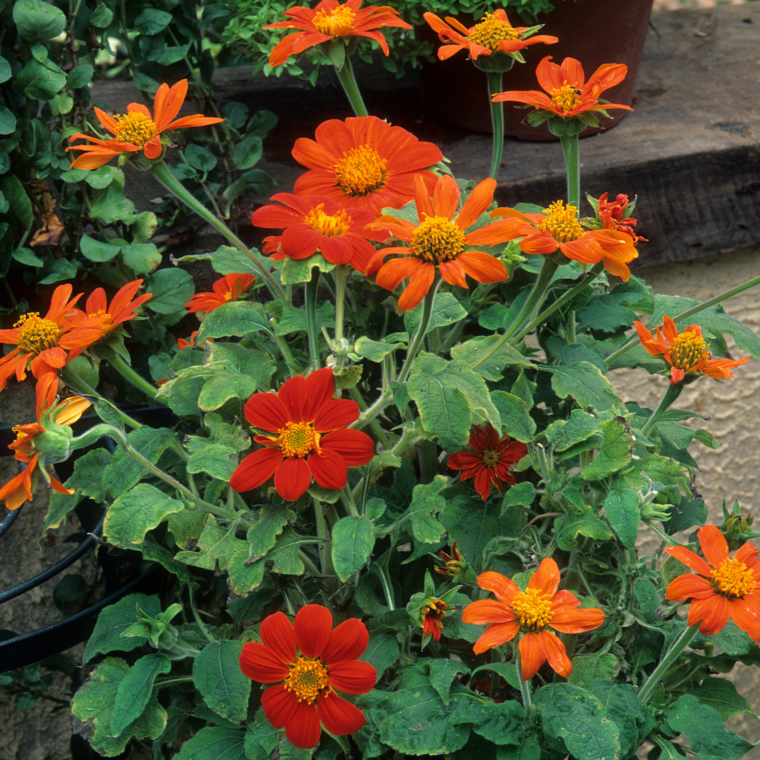 Tithonia Seeds