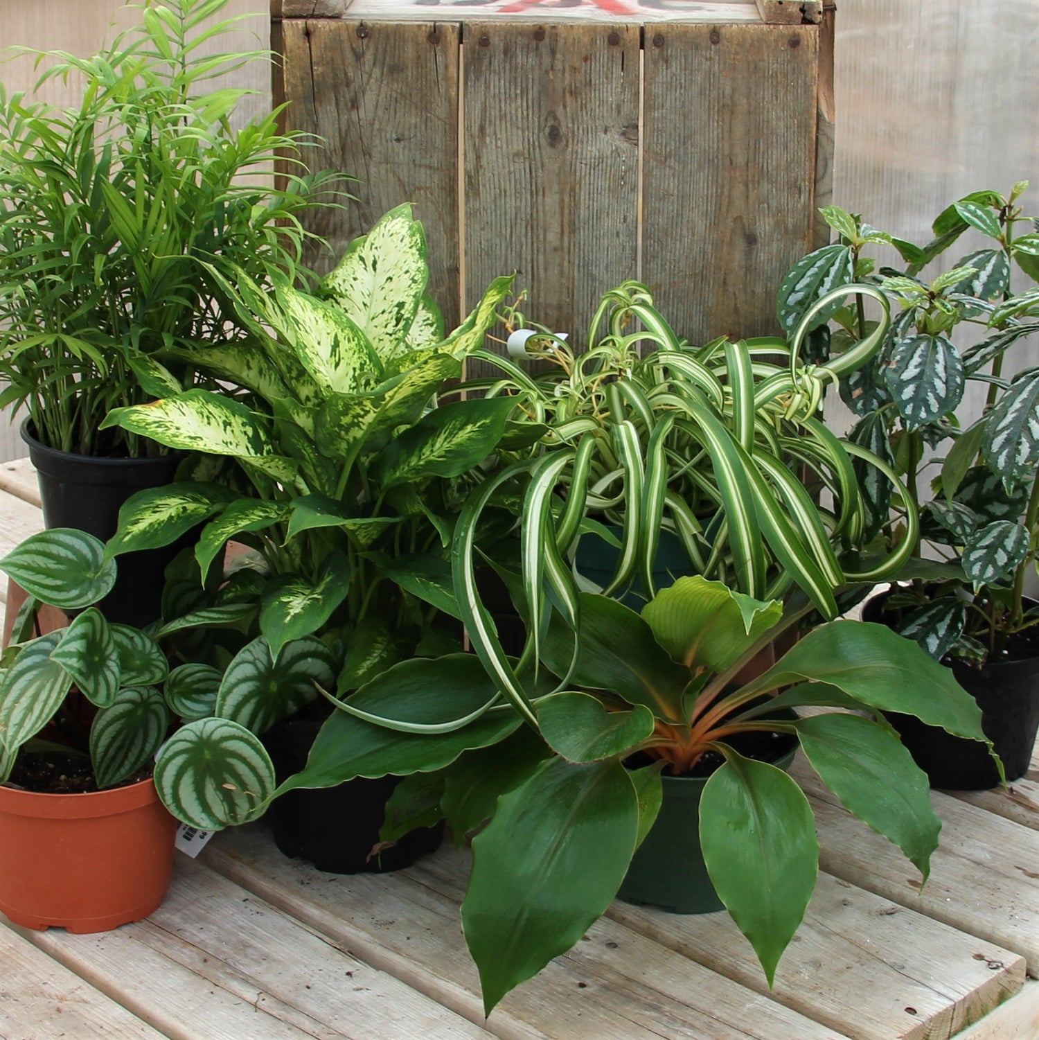 Tropical Plants 6" Pots