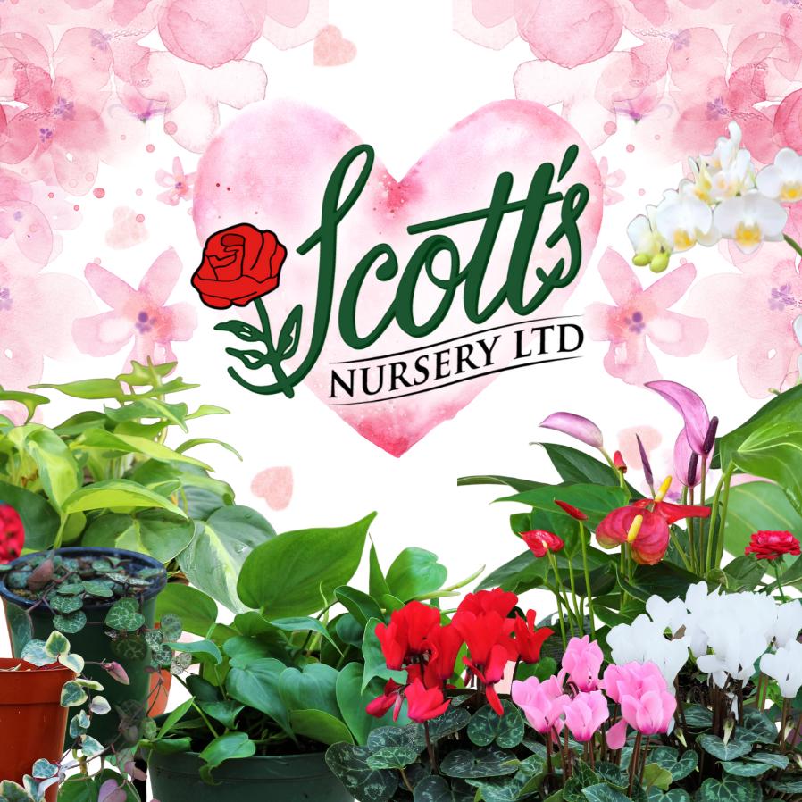 Valentine's Gift Ideas