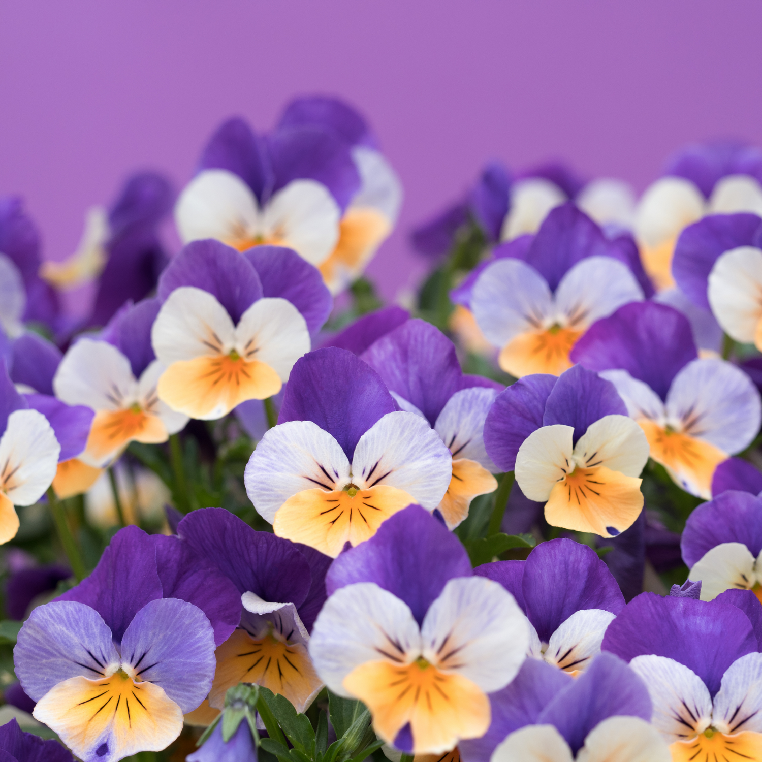 Viola Seeds
