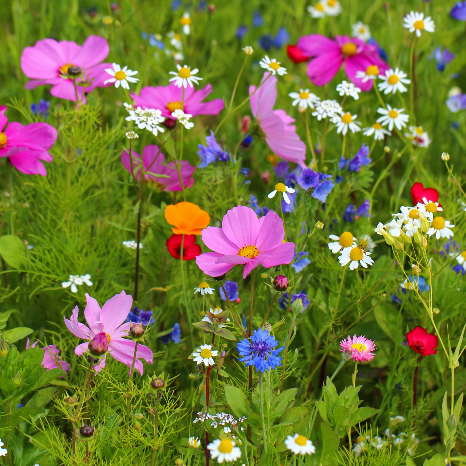 Wildflower Seeds