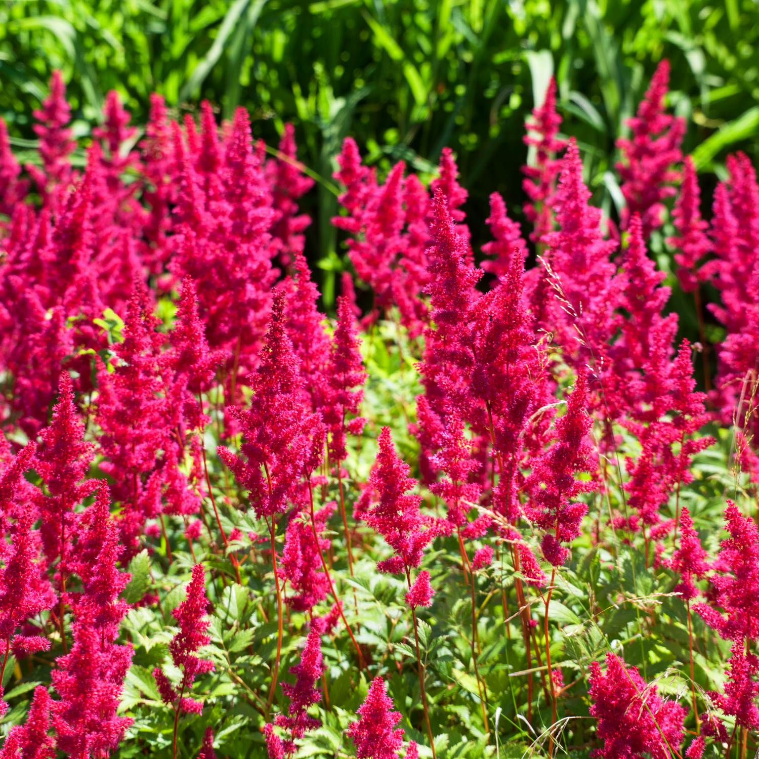 Astilbe Seeds