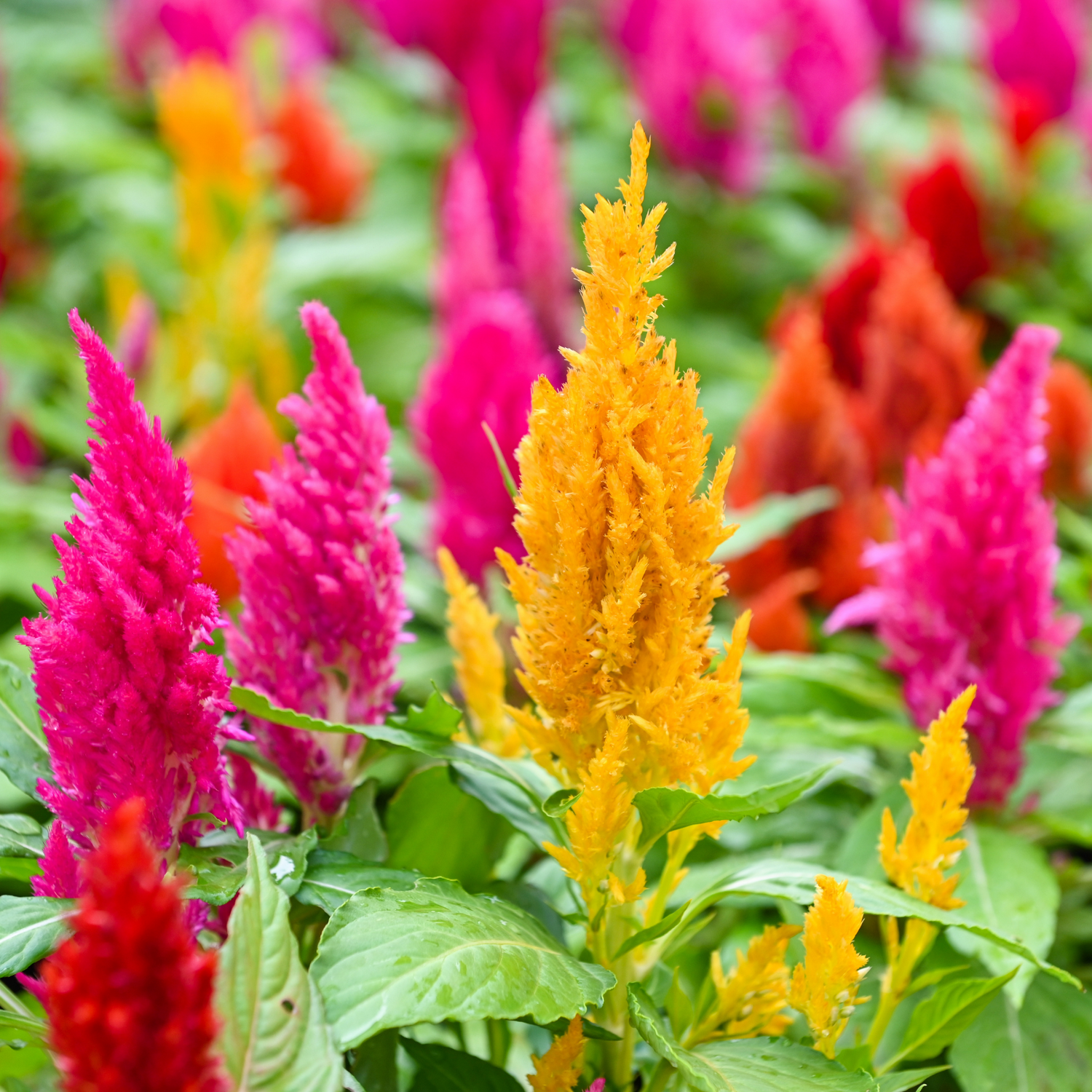 Celosia Seeds