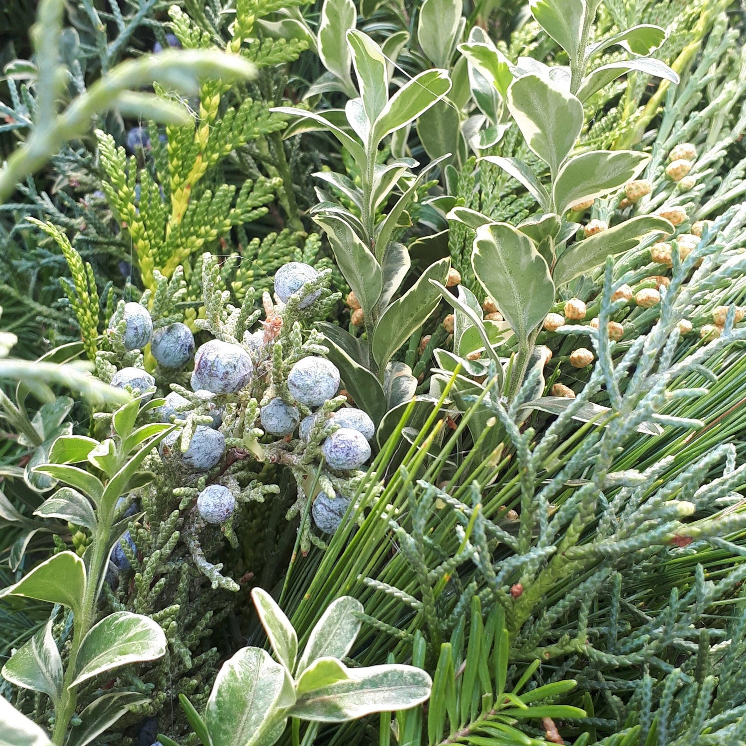 Christmas Fresh Greenery