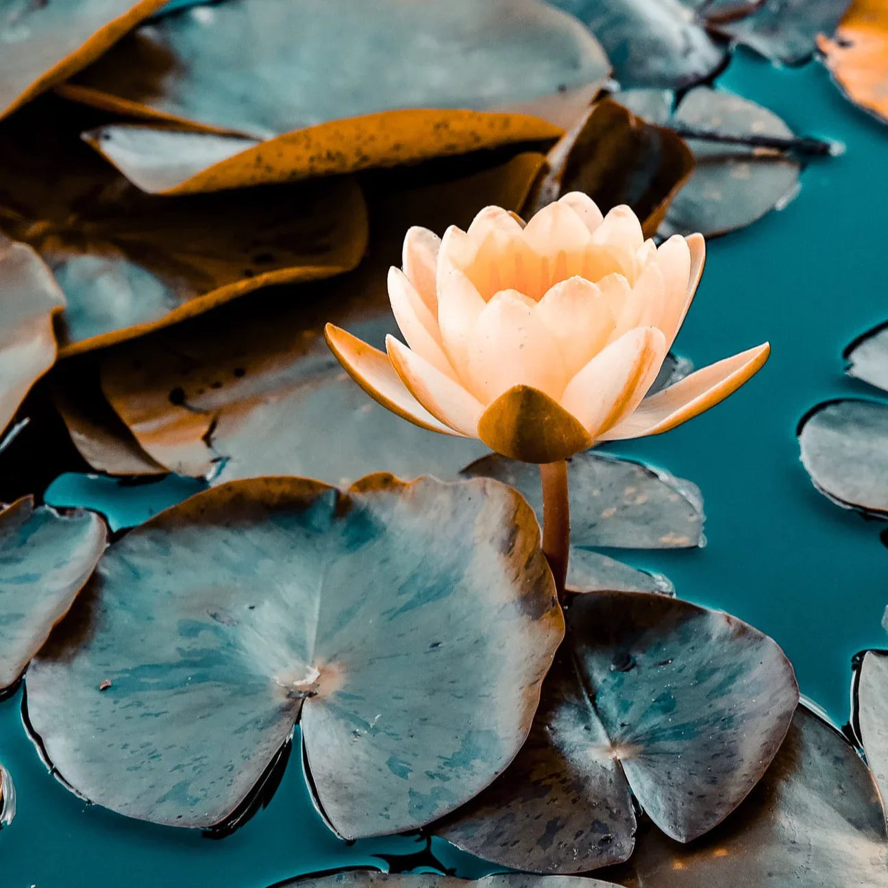 Aquatic Plants