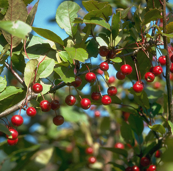 Fruit Profile