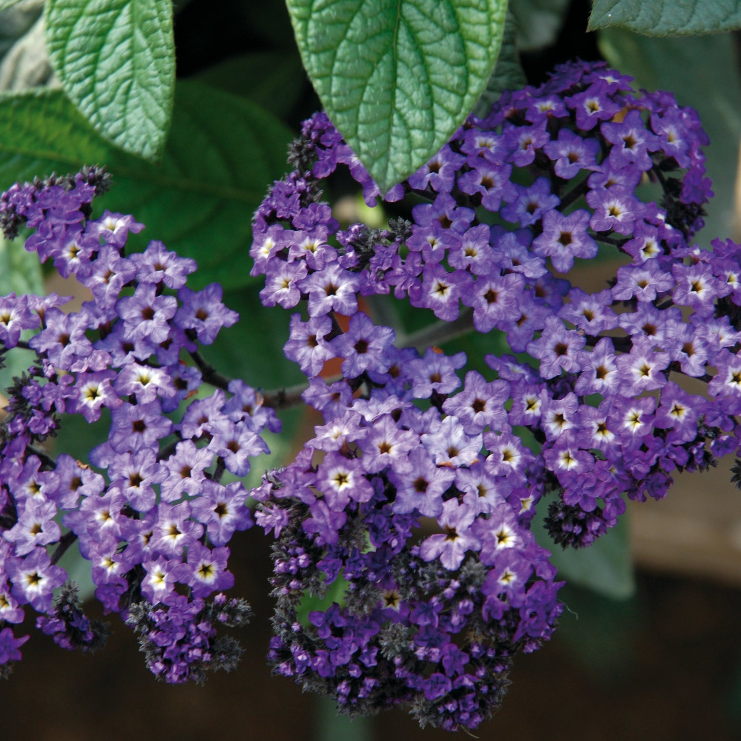 Heliotropium 'Garden'