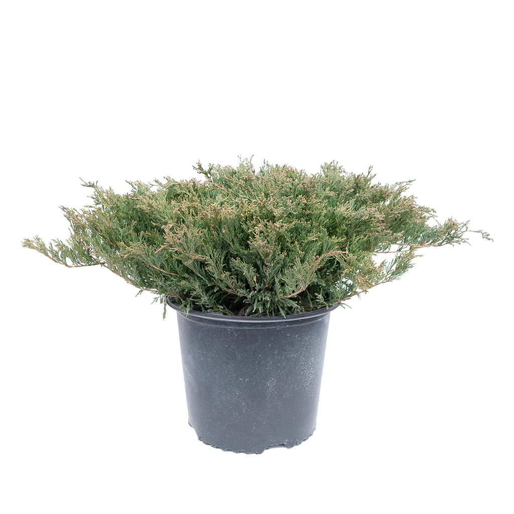 Juniper 'Compact Andorra'