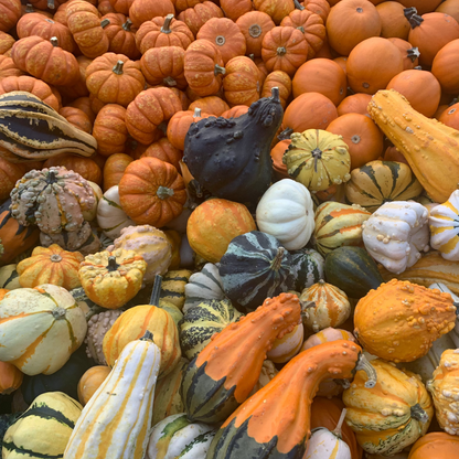 Mini Pumpkins & Gourds (Loose)