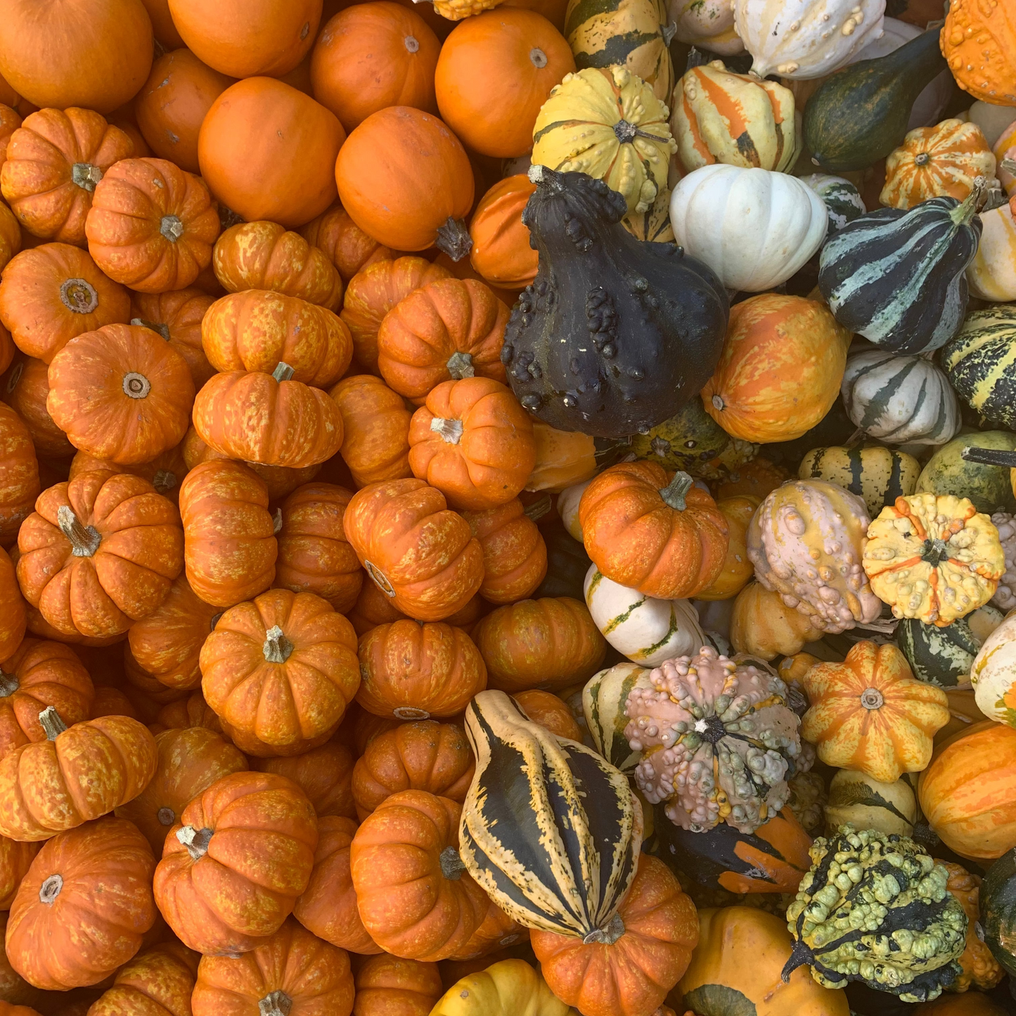 Mini Pumpkins & Gourds (Loose)