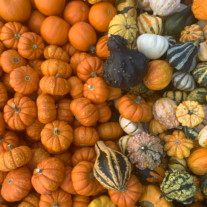 Mini Pumpkins & Gourds (Loose)