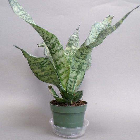 Snake Plant Robusta 4" Pot