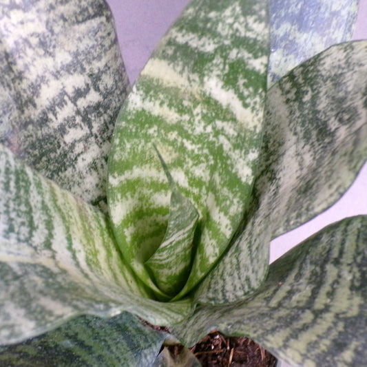 Snake Plant 'Robusta'