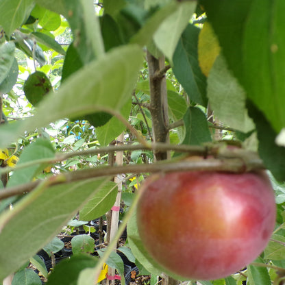 Apple Ruby Mac 3gal Whip