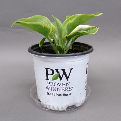 Hosta 'Shadowland®'