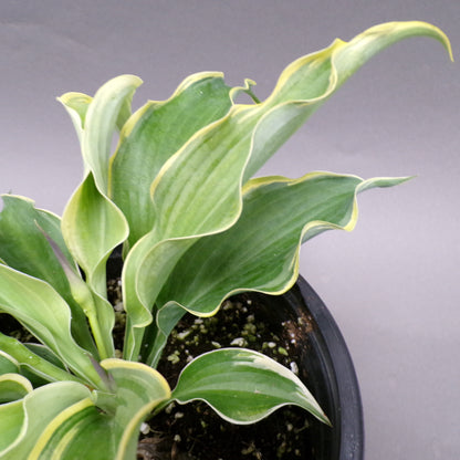 Hosta Shadowland Voices in the Wind 1gal      (PW)