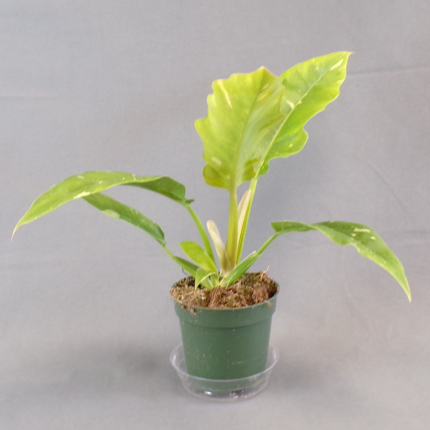 Philodendron Ring of Fire Variegated 4" Pot