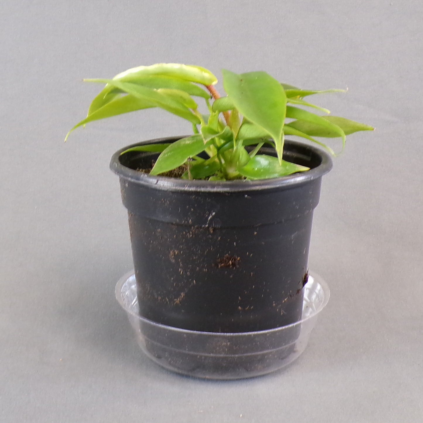Philodendron Squamiferum 4" Pot