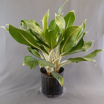Aglaonema 'White Lightning'