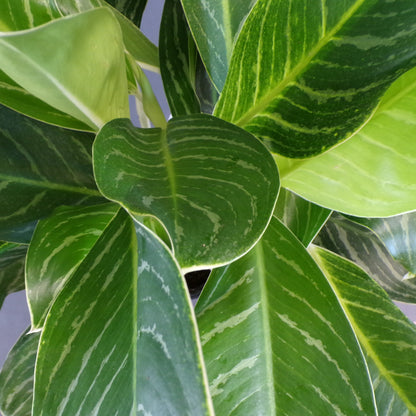 Aglaonema 'White Lightning'