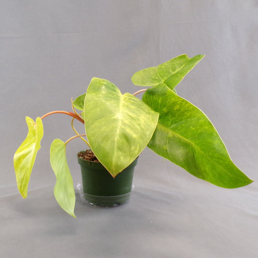 Philodendron Painted Lady 6" Pot