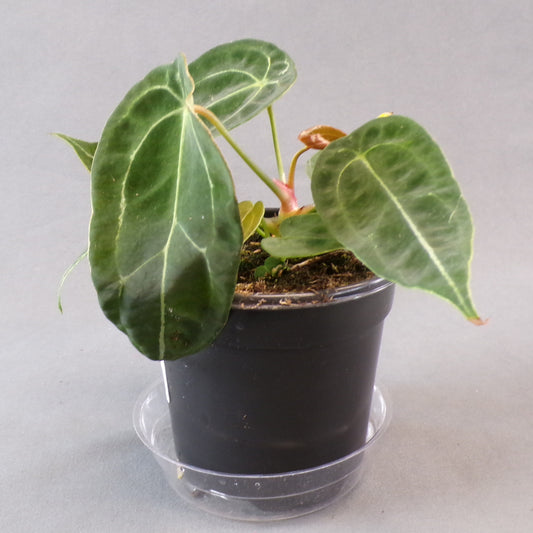 Anthurium Forgetii 4" Pot