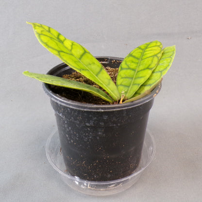 Hoya Callistophylla