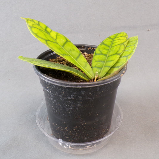 Hoya callistophylla 4" Pot