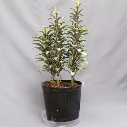 Cordyline Andrea 10" Pot