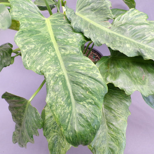 Philodendron 'Mottled Dragon'