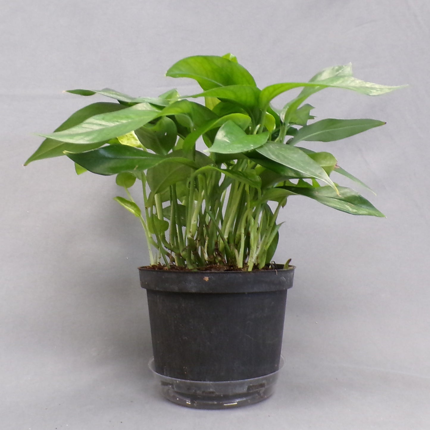 Pothos 'Baltic Blue'