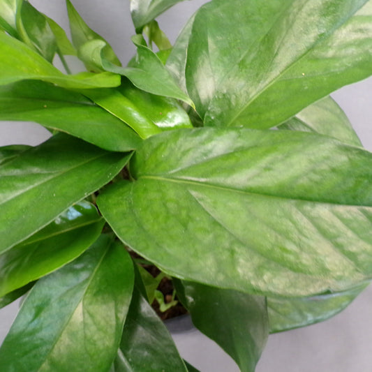 Pothos 'Baltic Blue'