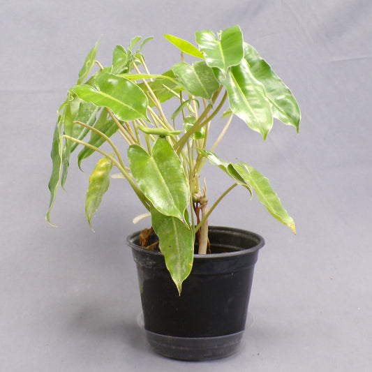 Philodendron Burle Marx 6" Pot