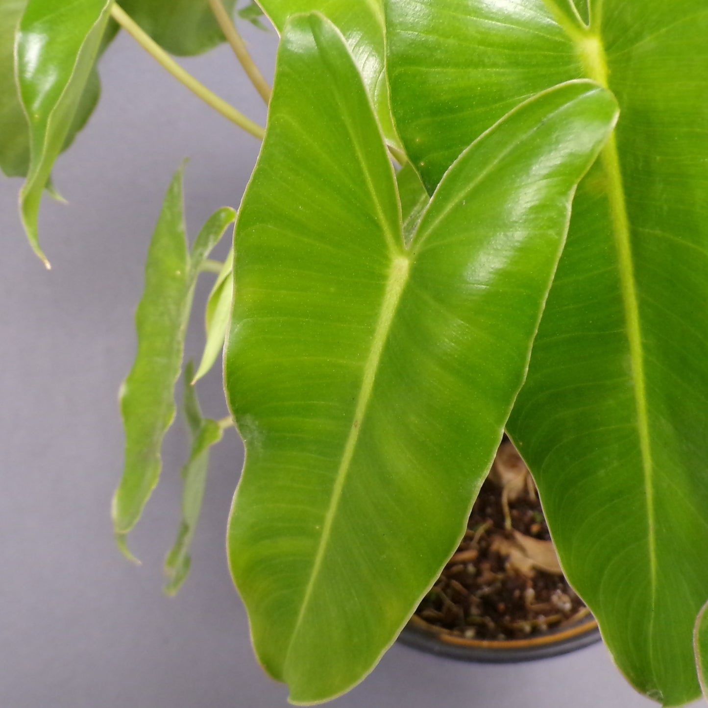 Philodendron Burle Marx 6" Pot