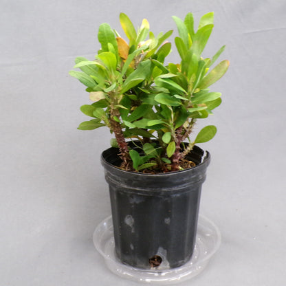 Crown of Thorns 6" Pot