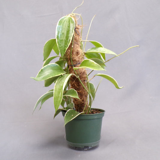 Hoya Latifolia w/Totem 6" Pot