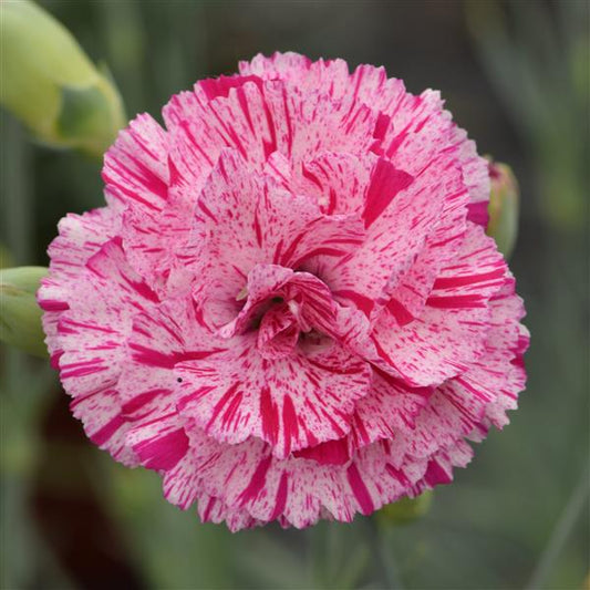 Pinks 'Premier' Series