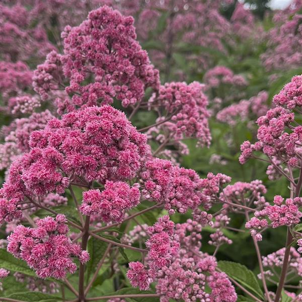 Joe Pye Weed ‘Jojo’