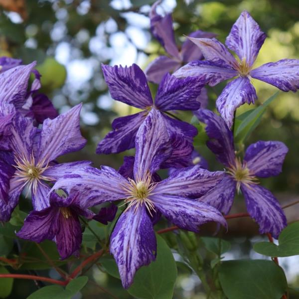 Clematis ‘Tie Dye’