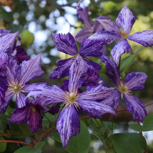 Clematis ‘Tie Dye’