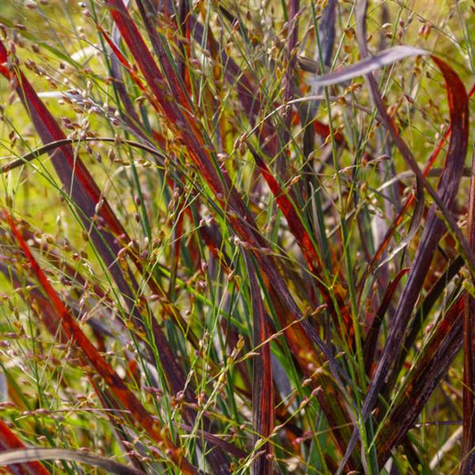 Switch Grass ‘Hot Rod’