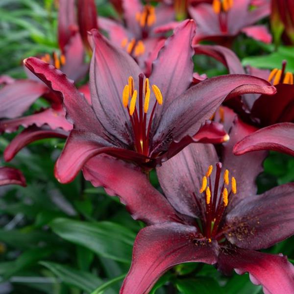 Dwarf Asiatic Lily ‘Blacklist’