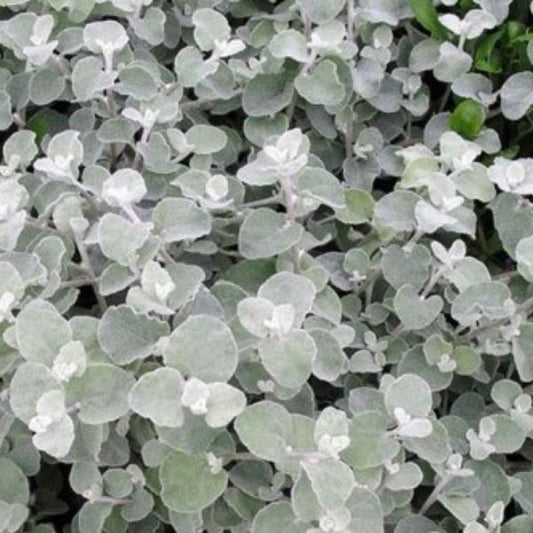 Helichrysum 'Silver' Licorice Plant