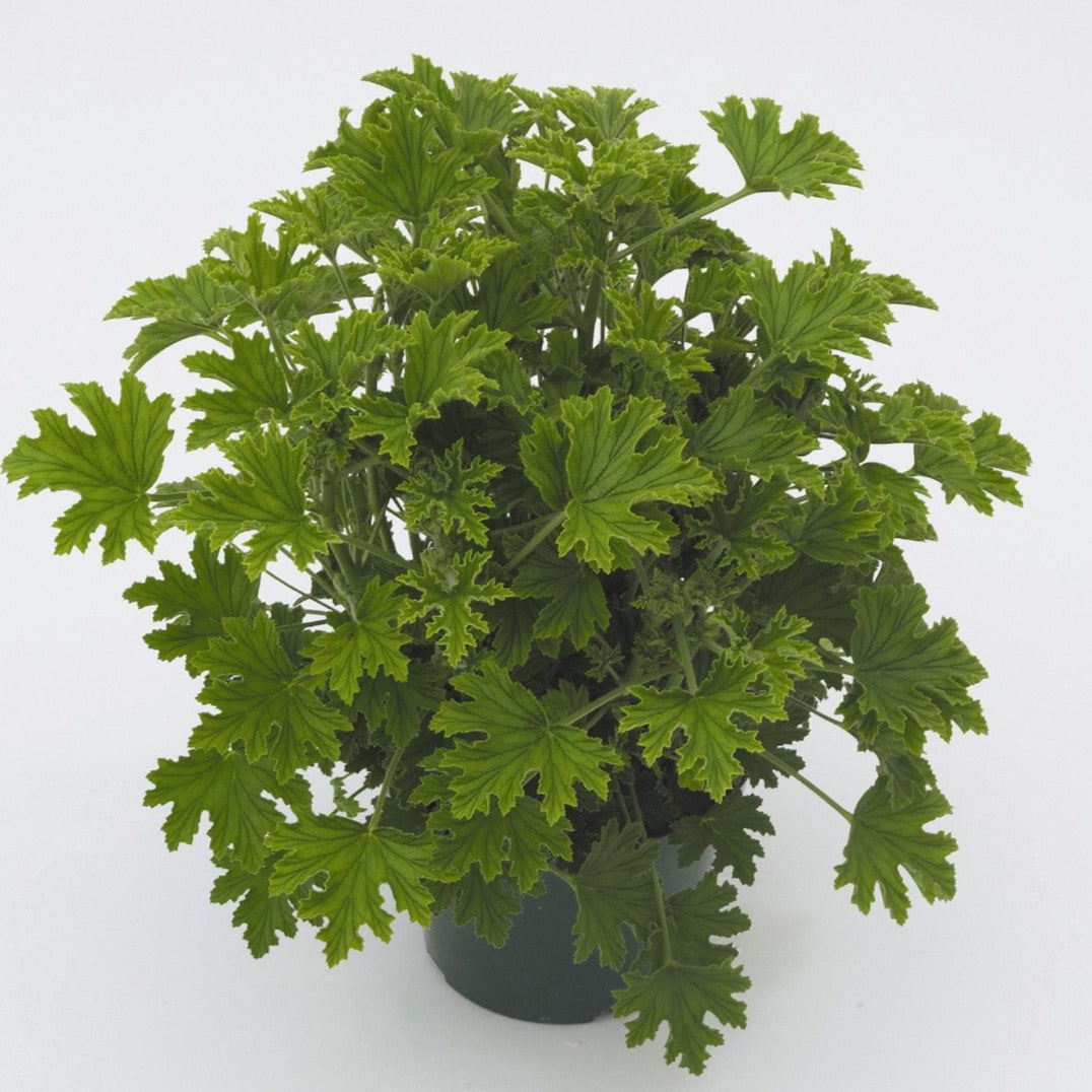 Citrosa Geranium
