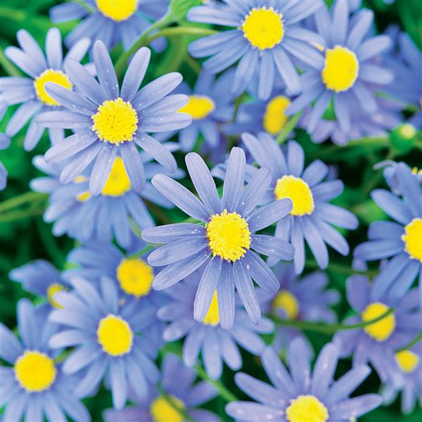 Felicia 'Forever Blue'